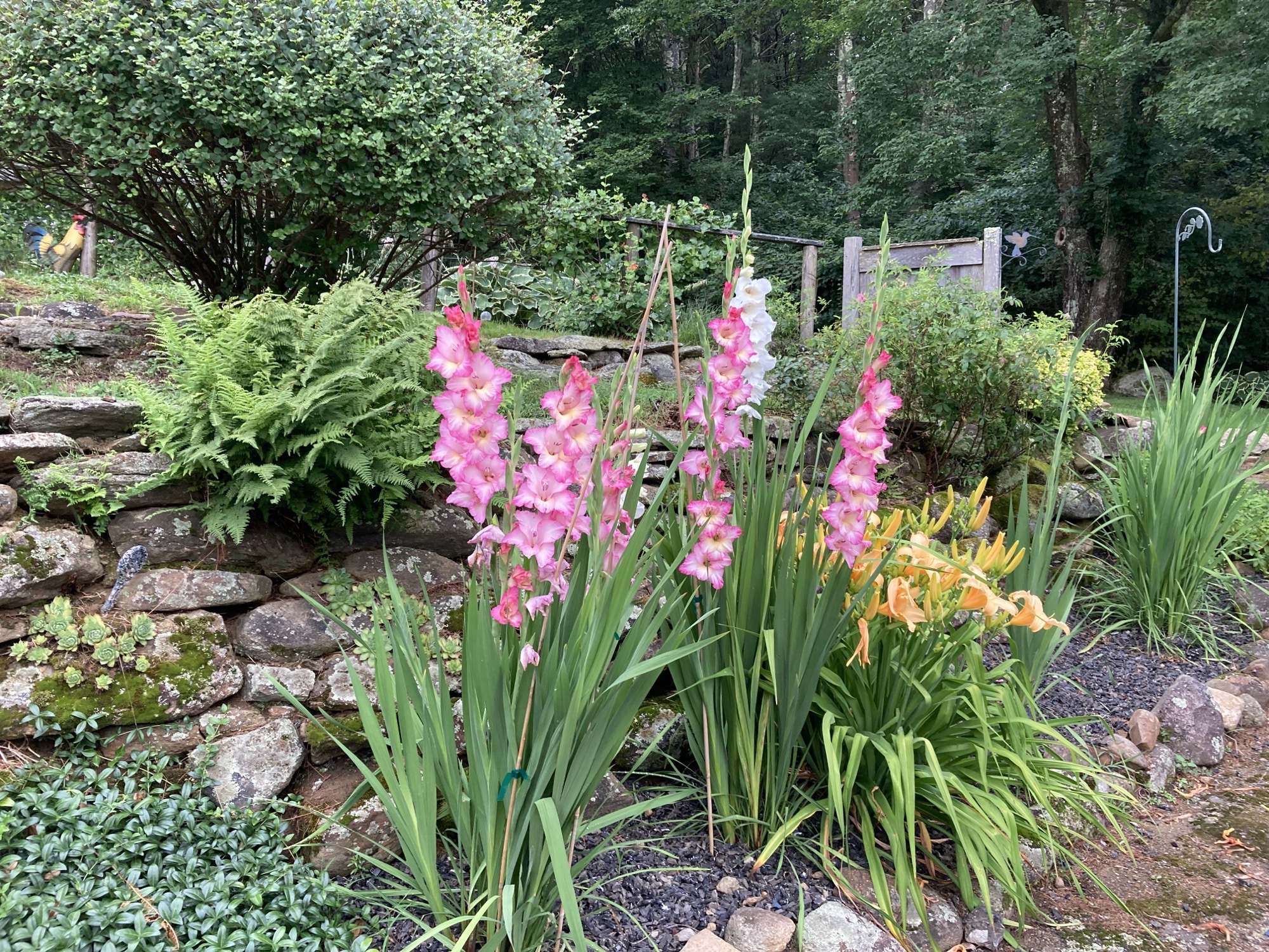 Gladiolas in garden