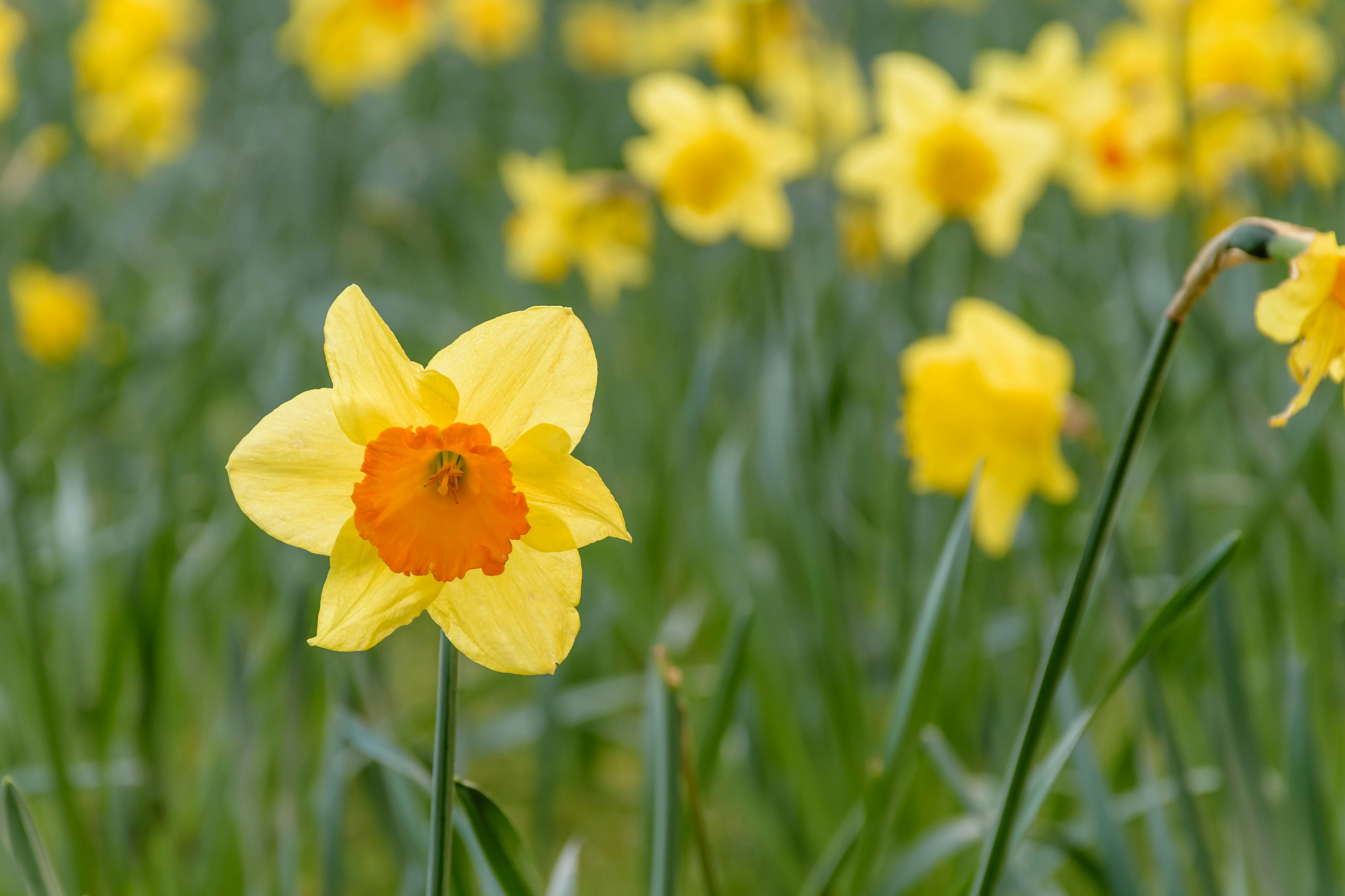 Yellow Daffodils in field