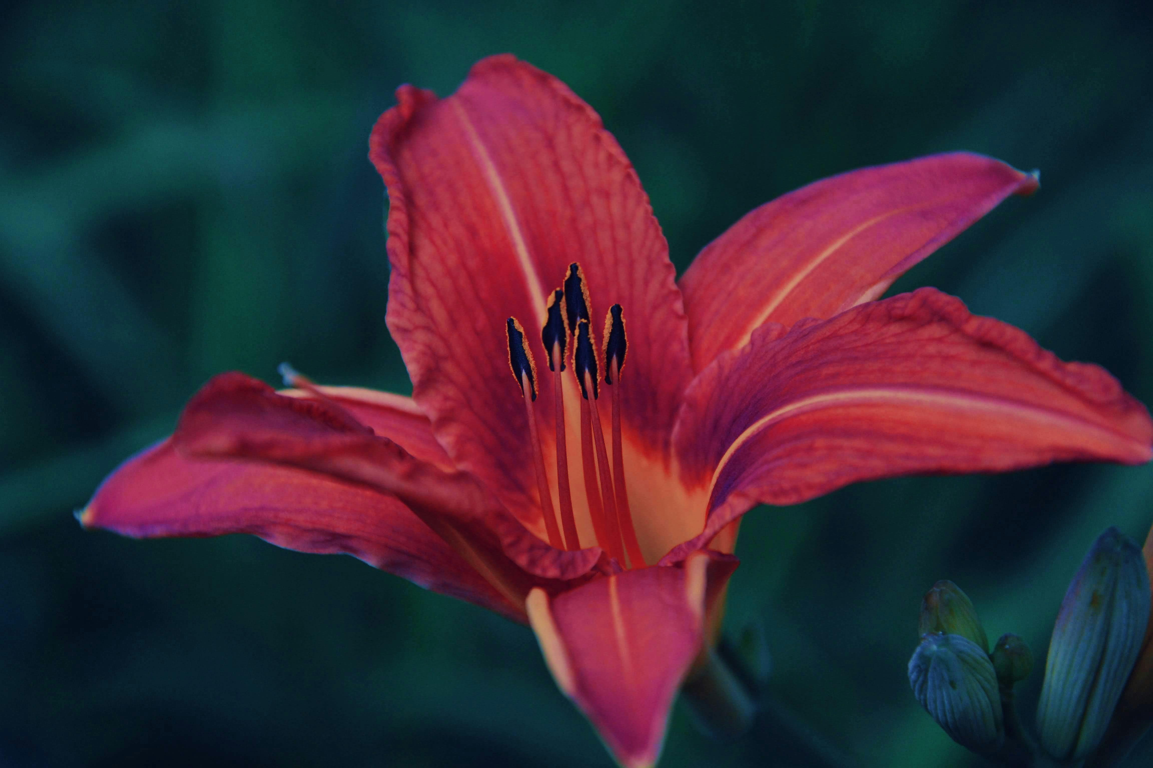 Red daylily