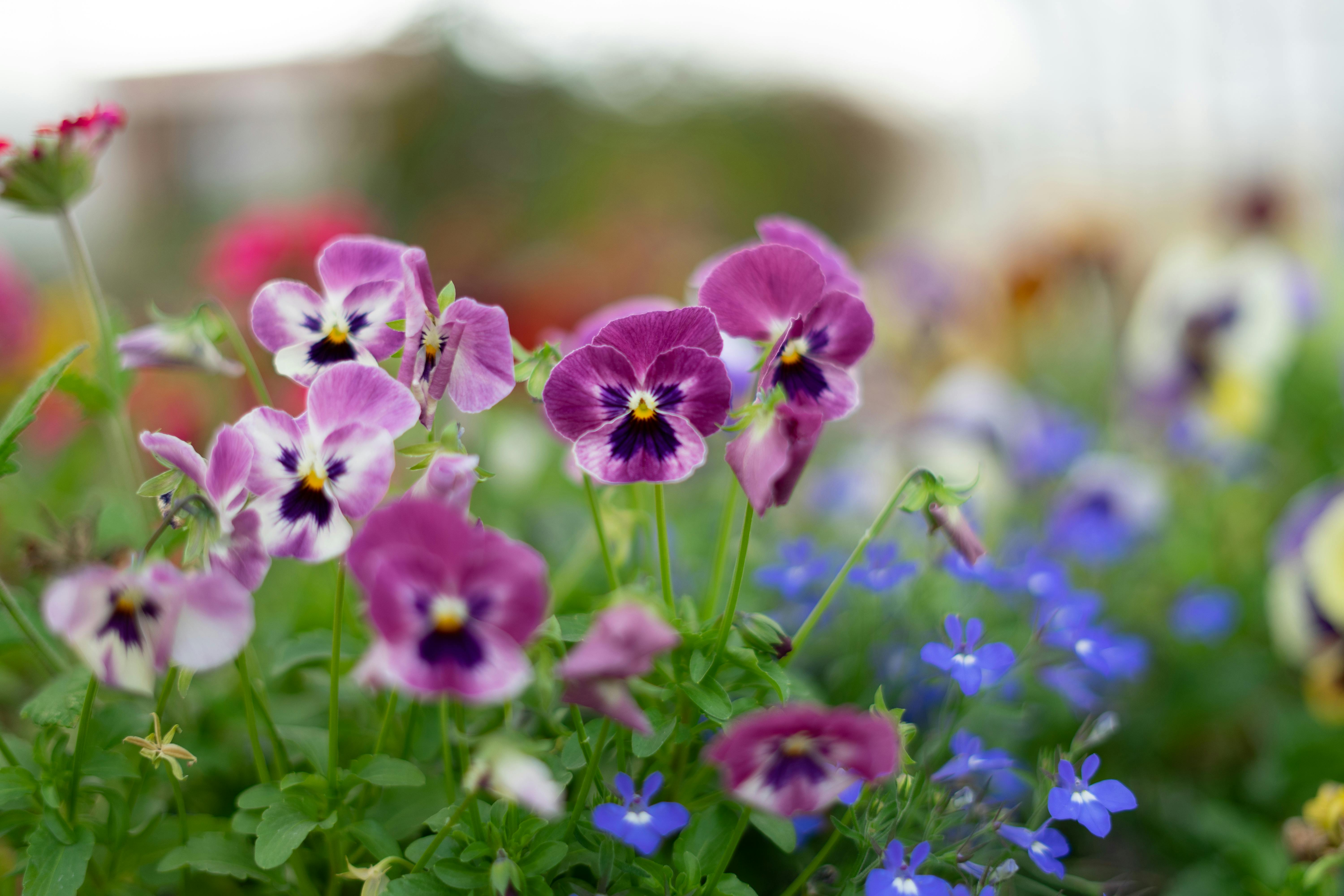 Violet and purple Pansies in a field